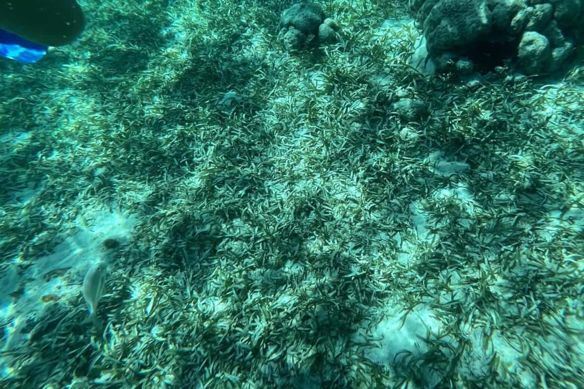 סן פדרו White Sands Cove מראה חיצוני תמונה